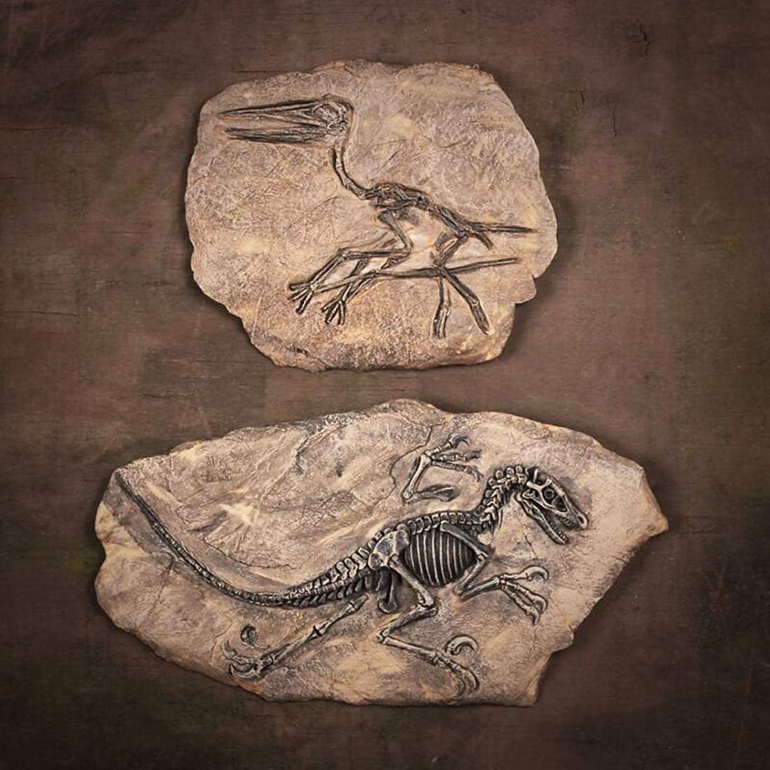 Prehistoric Fossil Relic Art